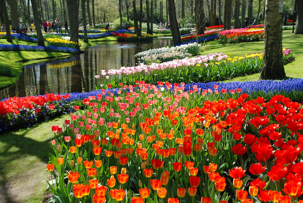KEUKEHOF HOLANDA PAISES BAJOS TULIPANES HOLANDA VIAJES PAISES BAJOS CRUCERO TULIPANES CRUCERO PAISES BAJOS